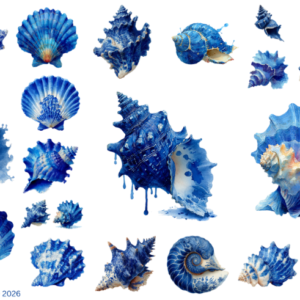Blue Sea Shells