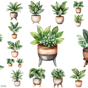 House Plants 1
